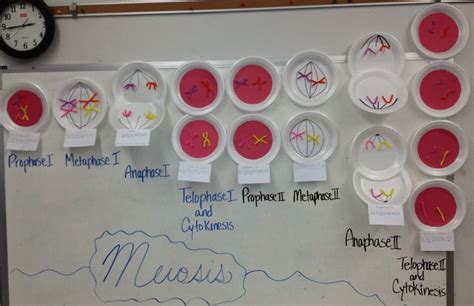 107 best Mitosis / Meiosis images on Pinterest