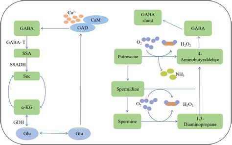 Phyton Free Full Text The Function Of Gaba In Plant Cell Growth