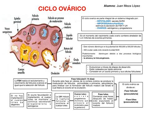 Fases Do Ciclo Ovariano