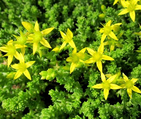 Goldmoss Stonecrop Seeds Sedum Acre