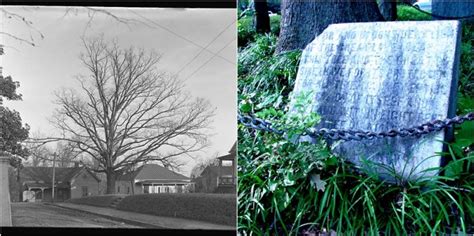 Strange but True: "The tree that owns itself" is a white oak in Athens ...