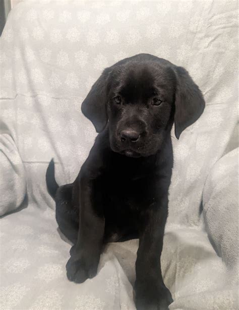 Holly Labrador Retriever Puppy For Sale In Narvon Pa Lancaster Puppies