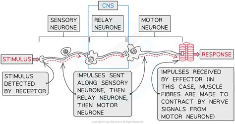 Edexcel Igcse Biology Double Science 复习笔记 2 10 6 The Human Nervous System