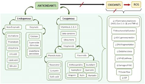 Endogenous and exogenous antioxidants. Besides the endogenous ...