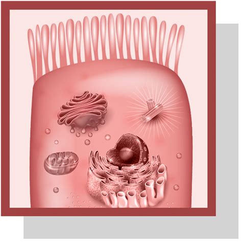 Ent Rocyte Caract Ristiques Et R Les Biologiques Nutrixeal Info