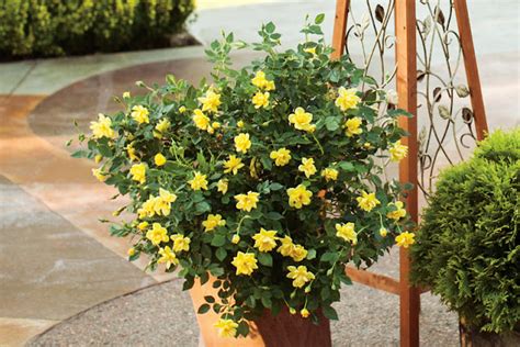 Proven Winners® Colorchoice® Plant Of The Week Plant Of The Week Oso