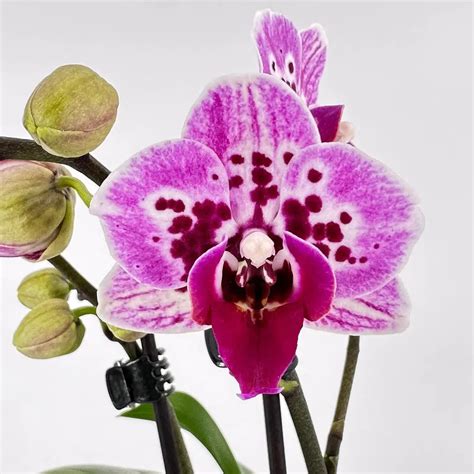 Orchideen Klusmann DE Phalaenopsis XXL Neue Testsorte Milled