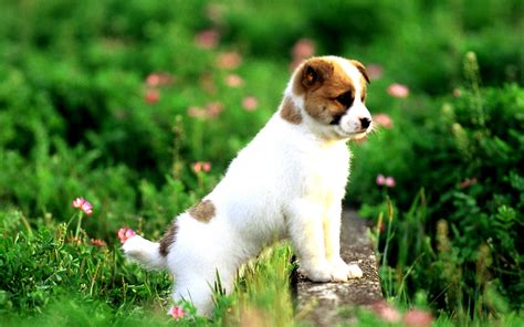 Dog Wallpaper Hd Wallpaper Animals Wallpaper Better