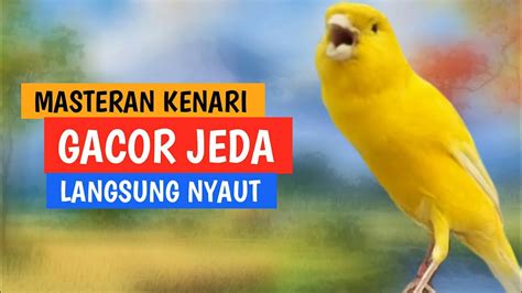 Kenari Gacor Masteran Suara Burung Kenari Ngerol Panjang Cuit Cuit