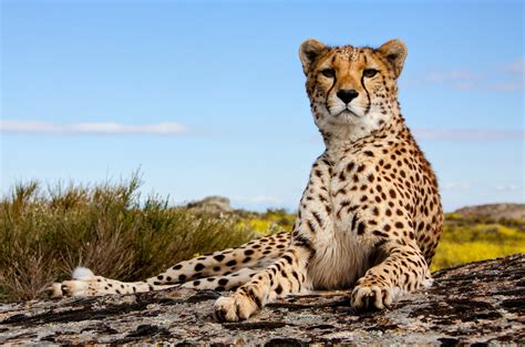 Land mammal declines are unraveling food webs - Earth.com 