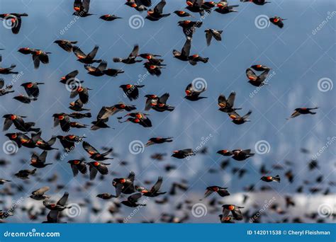 Red Winged Blackbirds Fly In Amazing Formation Over Farmlands Stock