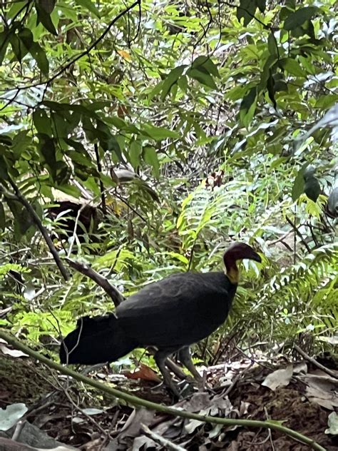 Australian Brushturkey From Springbrook National Park Springbrook Qld