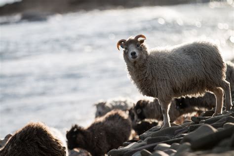 North Ronaldsay Sheep Festival