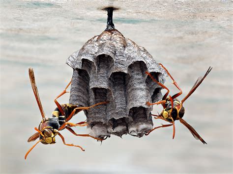 Paper Wasps Lets Go Travel Australia