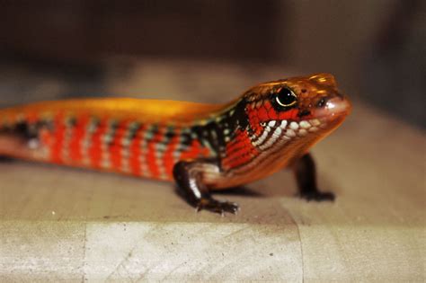 Fire Skink Colorful Lizards Cute Reptiles Reptiles Pet