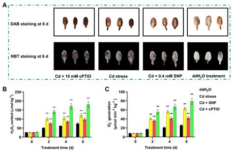 Agronomy Free Full Text Nitric Oxide Promoted The Seed Germination Of Cynanchum Auriculatum