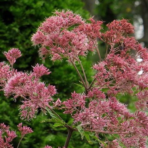 Rosenflockel Plantering Och Skötsel Växtguide Från Plantagen