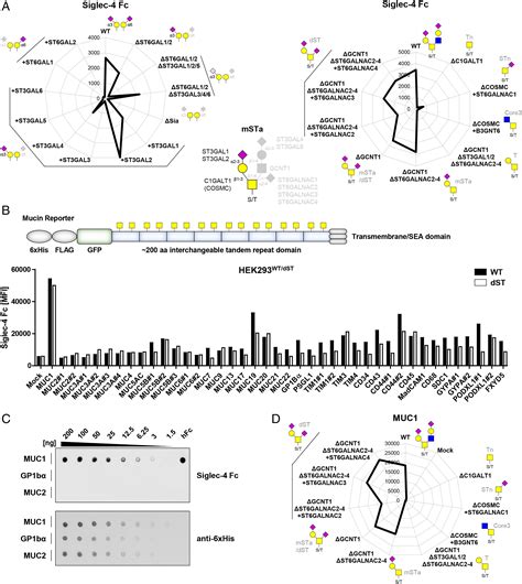 Probing The Binding Specificities Of Human Siglecs By Cell Based Glycan