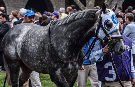 Frosted Dapple Grey Horses Thoroughbred Horse Racing Beautiful Horses