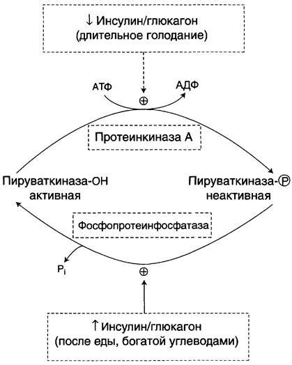 2. Оксалоацетат превращается в фосфоенолпируват