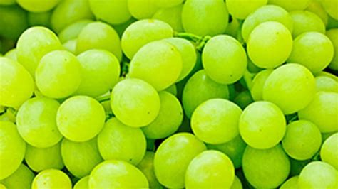 Orvego® fungicid - BASF poljoprivredna rešenja