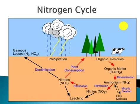 Ppt Nitrogen Cycle Powerpoint Presentation Id2002080