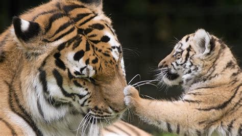 Adorable pictures show baby tiger playing with its mum | Press and Journal