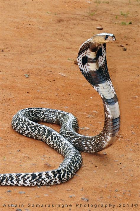 The White Cobra King Cobra Snake Snake Photos Pet Snake