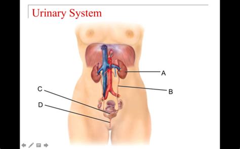 Kin Lab Urinary Flashcards Quizlet