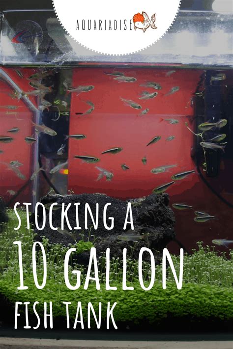 Stocking A 10 Gallon Fish Tank: The Basic How-to Guide