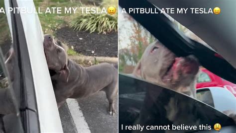 Un Cane Pit Bull Ha Distrutto Un Auto Tesla A Morsi Dentro Una Donna