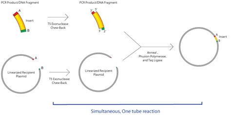 Plasmids 101: Gibson Assembly and Other Long-Homology Based Cloning Methods