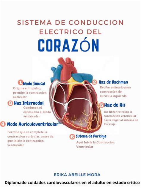 Sistema De Conducci N El Ctrico Del Coraz N Erika Abeille Udocz