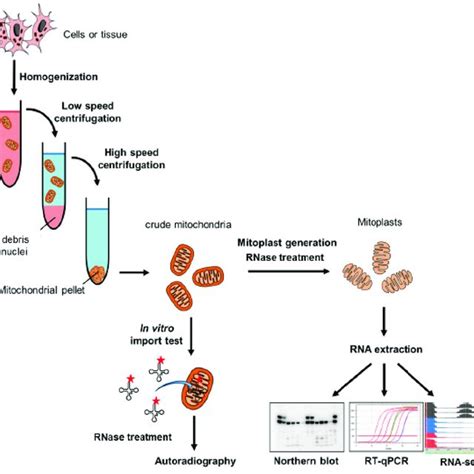 Pdf Import Of Non Coding Rnas Into Human Mitochondria A Critical