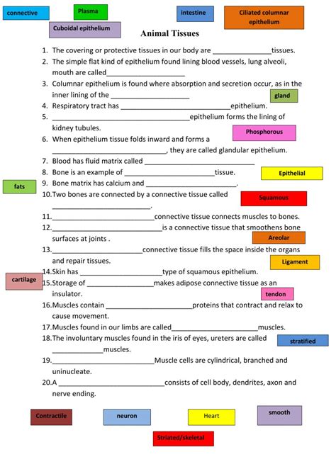 Tissue Worksheet Answer Key Anatomy Worksheets