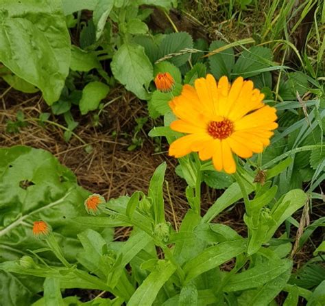 Baume Au Calendula Les Jardins Du Paquis