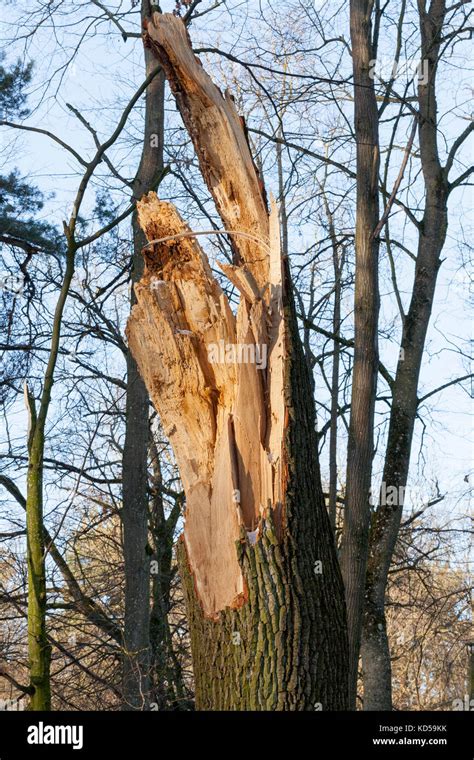 Broken Tree Trunk Stock Photo Alamy