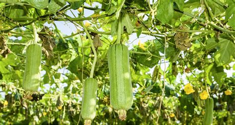 Growing Luffa Seed To Harvest Guide