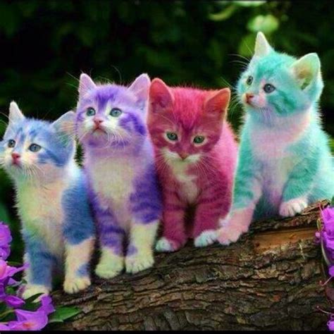 Rainbow Kittens Colors Everywhere Pinterest Kittens And Rainbows