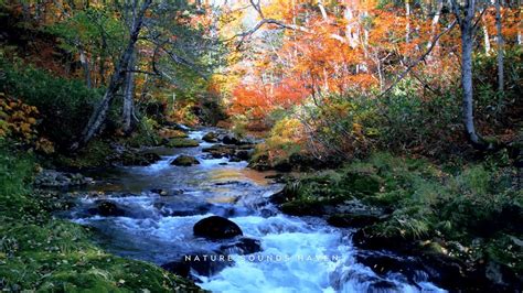 Idyllic Forest Sounds With Birds Chirping Babbling Brook Stream