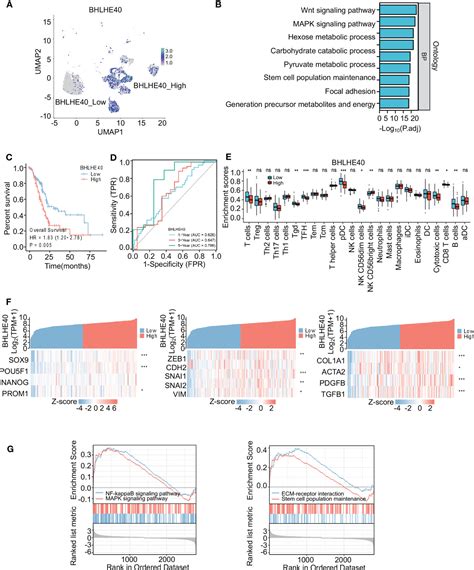 Frontiers The Role Of Bhlhe In Clinical Features And Prognosis