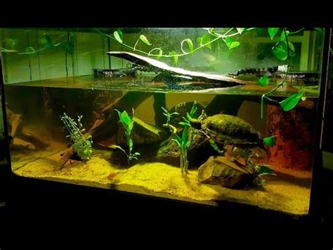 Aquatic Turtles • Care Guide (Types, Tank Setup & Diet)