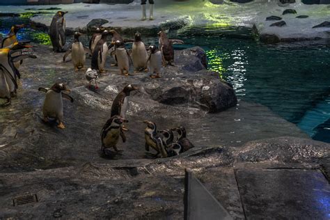 Penguin Paradise Mandai Wildlife Reserve Welcomes Flightless Birds To