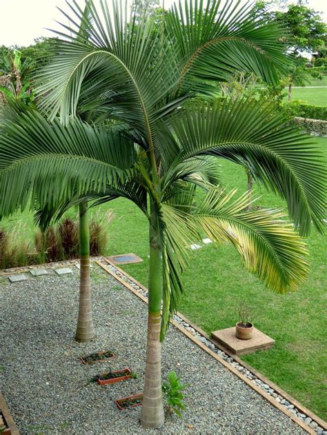 Archontophoenix Alexandrae King Alexander Northern Bangalow Palm 5