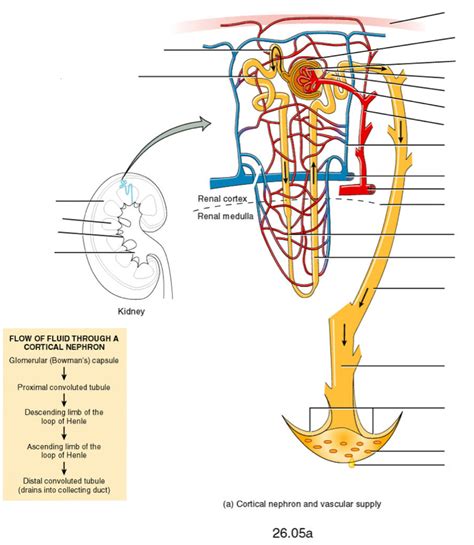 Cortical Nephron Diagram Quizlet