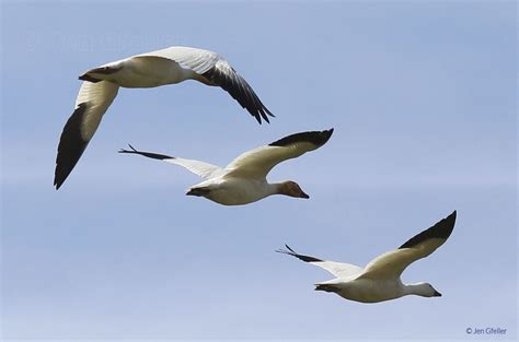 Snow Geese in flight | Jen Gfeller Nature Photography