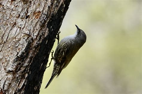 The Claws Of The Treecreeper White Throated Treecreeper C Flickr