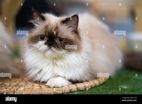 Primer Plano De Un Lindo Gato Persa Blanco Con Una Cara Marr N Oscura Y