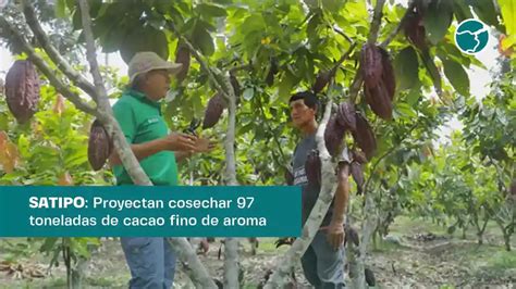 Satipo Proyectan Cosechar Cacao Fino De Aroma Inforegi N