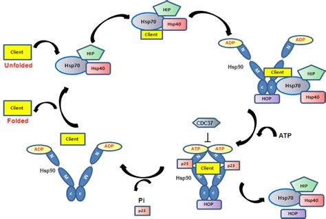 The Hsp Chaperoning System Atp Binding And Hydrolysis Drive Hsp